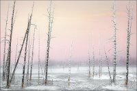 256 - SKELETAL TREES YELLOWSTON - SHERREN PAM - united kingdom <div